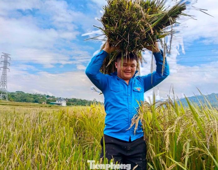  Từng bó lúa được cán bộ chiến sĩ, đoàn viên vận chuyển về nhà cho các hộ dân. 