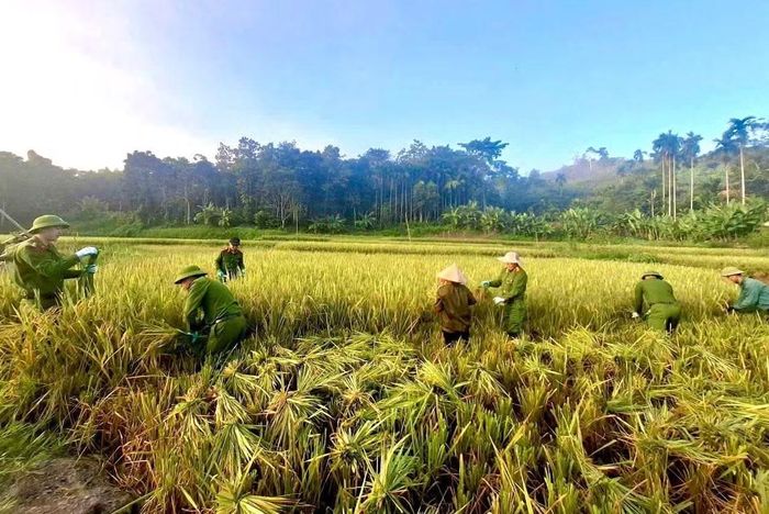 Ở xã biên giới Tiền Phong, những thửa ruộng cũng đang vào vụ thu hoạch. Thời tiết vùng cao thất thường, lúa chín rộ nhưng nhiều gia đình neo người lại thiếu nhân lực để xuống đồng. Trước tình hình đó, Công an xã Tiền Phong đã huy động cán bộ, chiến sĩ cùng lực lượng an ninh cơ sở tại các bản Đán (Phú Phương, Mường Hin) hỗ trợ gia đình anh Lương Văn Thìn thu hoạch lúa.