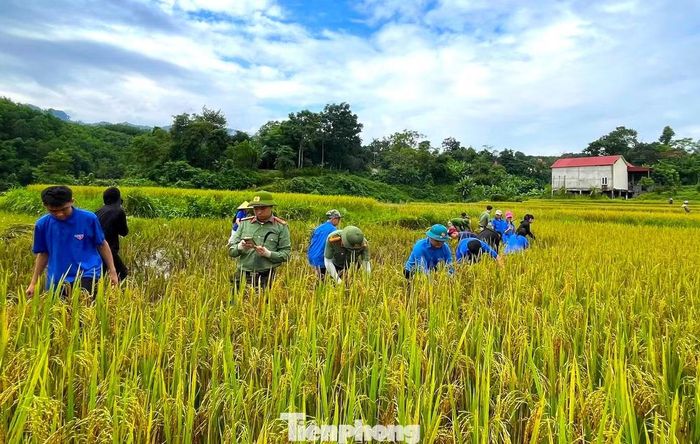  Tại bản Xẹt (xã Châu Tiến) những ngày qua, màu áo xanh của đoàn viên thanh niên và cán bộ, chiến sĩ Công an xã đã xuất hiện trên cánh đồng, giúp các hộ gia đình có hoàn cảnh đặc biệt khó khăn thu hoạch mùa lúa mới. 