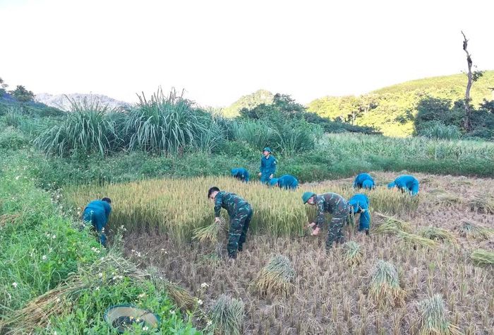  Gia đình ông Vi Văn Đạt (trú bản Mường Chon, xã Bình Chuẩn), thuộc diện hoàn cảnh đặc biệt khó khăn﻿, vợ thường xuyên đau ốm, bản thân ông không may gặp tai nạn khiến sức khỏe suy giảm. Biết gia đình ông Đạt đang đứng trước nguy cơ không kịp thu hoạch khi lúa đã chín, Ban Chỉ huy Quân sự xã Bình Chuẩn nhanh chóng cử cán bộ và lực lượng dân quân đến hỗ trợ. 