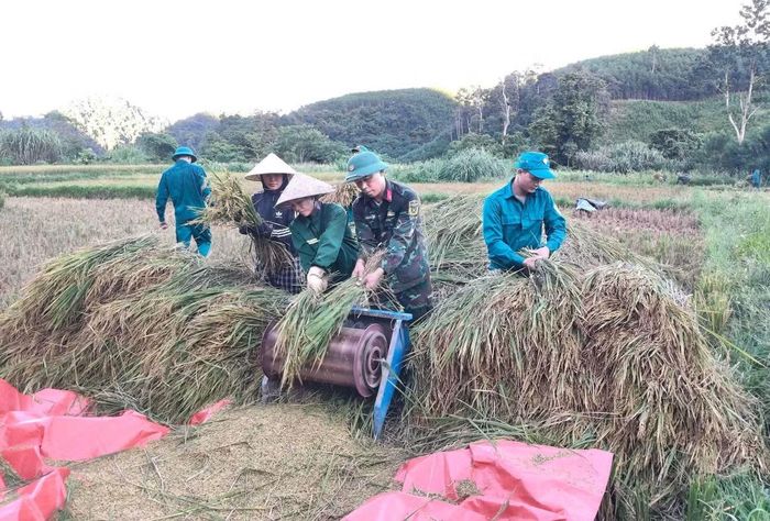 Có mặt trên cánh đồng, những cán bộ chiến sĩ cùng nhau thu hoạch rồi tuốt lúa và vận chuyển về nhà giúp người dân. Công việc vốn nặng nhọc bỗng nhẹ đi khi có thêm những bàn tay tình nguyện.