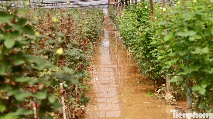 Nhiều vườn hồng vẫn ngập sâu sau mưa lớn.