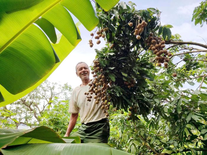 Nhãn lồng Hưng Yên không chỉ là sản vật mà còn gắn với những tri thức dân gian được trao truyền qua nhiều thế hệ.