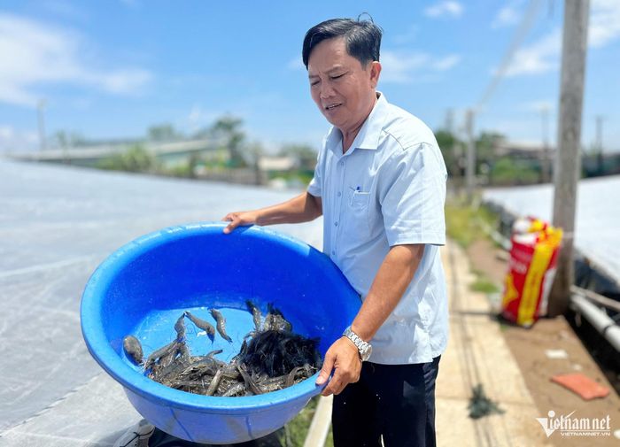 Với 6 khu nuôi tôm công nghệ cao, tổng diện tích khoảng 45ha, ông Bảy đạt lợi nhuận khoảng 40 tỷ đồng/năm.