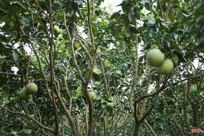 “Việc thu hoạch mùa bưởi đầu tiên giúp chúng tôi có thêm cơ sở để đánh giá khả năng thích nghi của cây với điều kiện đất đai, khí hậu tại địa phương cũng như hiệu quả đầu tư. Qua thực tế chăm sóc, cây sinh trưởng ổn định, quả đạt yêu cầu về mẫu mã và chất lượng. Đây là cơ sở để doanh nghiệp tiếp tục hoàn thiện quy trình chăm sóc, nâng cao chất lượng sản phẩm và từng bước phát triển vùng trồng trong thời gian tới”, chị Khuyên cho biết. 