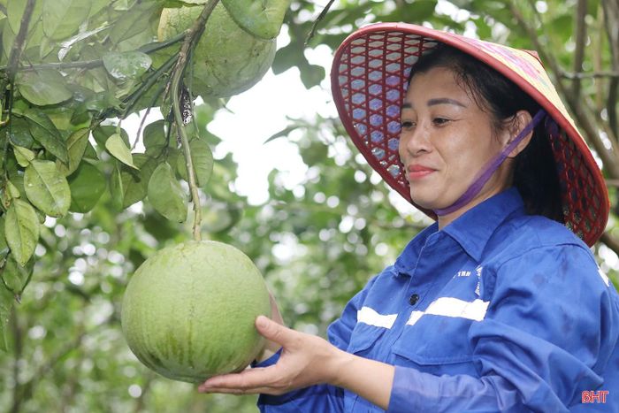 Theo chị Trần Thị Lệ Khuyên, đại diện Công ty TNHH BATO Việt Nam, cây bưởi da xanh sinh trưởng khá tốt trên vùng đất Sơn Tây, cho quả có trọng lượng từ 1,5 - 2,5kg, mẫu mã đẹp, mọng nước, vị ngọt thanh, tép có màu tía đỏ.