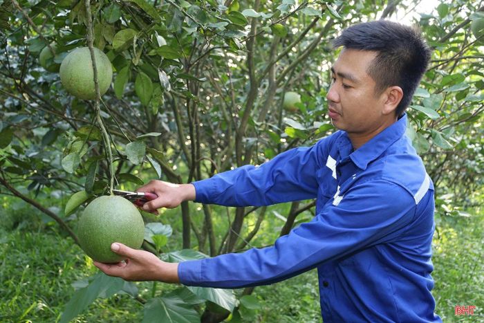 Để cây sinh trưởng ổn định, cho quả đồng đều, doanh nghiệp đầu tư hệ thống tưới nhỏ giọt kết hợp bón phân qua nước, đồng thời thực hiện tỉa cành, tạo tán, điều chỉnh độ ẩm và bổ sung vi lượng theo từng giai đoạn.