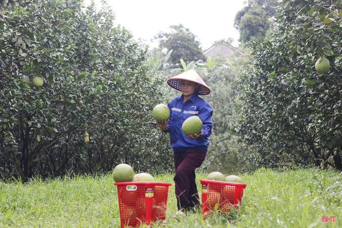 Thời gian tới, doanh nghiệp sẽ tiếp tục hoàn thiện quy trình sản xuất, chăm sóc diện tích bưởi đã trồng và tìm kiếm thêm thị trường tiêu thụ. Kết quả từ những vụ thu hoạch tiếp theo sẽ là cơ sở để đánh giá rõ hơn hiệu quả, khả năng duy trì sản xuất ổn định và hướng phát triển của cây bưởi da xanh trên vùng đất đồi Sơn Tây.