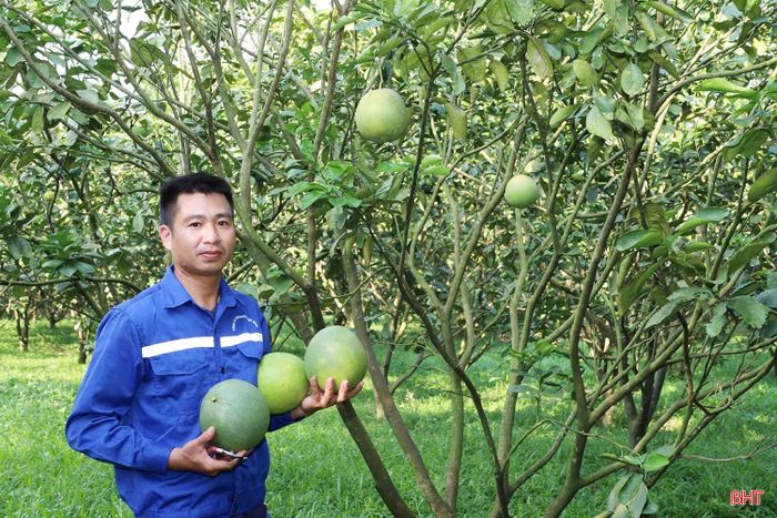 Từ tháng 9/2025, đơn vị áp dụng thêm các biện pháp kỹ thuật để điều tiết cây ra hoa, đậu quả, qua đó chủ động hơn trong chăm sóc và bố trí thời điểm thu hoạch. Một số khâu cũng từng bước được cơ giới hóa, tự động hóa, tạo cơ sở để doanh nghiệp hoàn thiện quy trình sản xuất, hướng tới tiêu chuẩn GlobalGAP và mở rộng thị trường tiêu thụ.