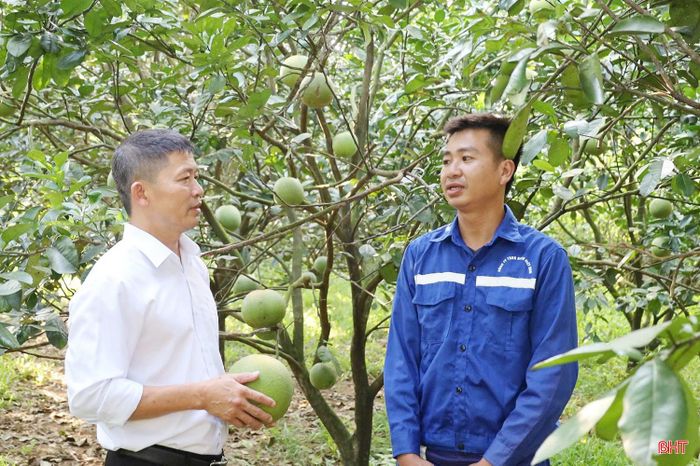  Ông Phạm Hoài An (áo trắng) - Chủ tịch UBND xã Sơn Tây đánh giá: “Qua thực tế triển khai và kết quả của vụ thu hoạch đầu tiên, có thể thấy mô hình trồng bưởi da xanh của Công ty TNHH BATO Việt Nam đang phát huy hiệu quả bước đầu. Doanh nghiệp đã hình thành được vùng trồng tập trung, tổ chức sản xuất tương đối bài bản và tạo ra sản phẩm có giá trị. Việc khai thác hiệu quả diện tích đất đồi để phát triển cây ăn quả có giá trị là hướng đi cần được tiếp tục theo dõi, đánh giá, qua đó có thêm cơ sở để địa phương định hướng phát triển các mô hình sản xuất phù hợp trong thời gian tới”. 