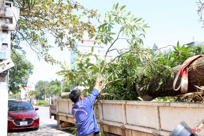 Công tác cắt tỉa cây xanh phải được thực hiện đảm bảo kế hoạch, quy định.