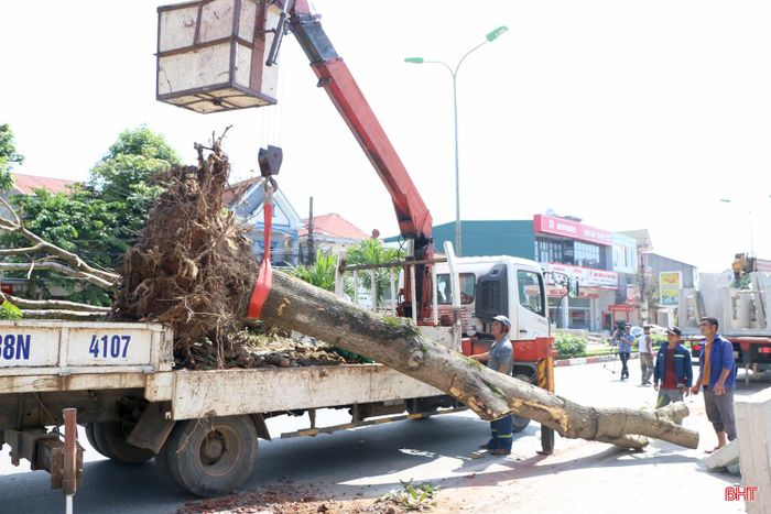 Các đơn vị chức năng di dời cây xanh phục vụ dự án chỉnh trang, nâng cấp quốc lộ 1, qua địa bàn phường Thành Sen.