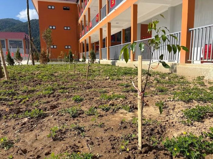 Trong tháng 8, giáo viên toàn trường được huy động để trồng 10.000 m2 cỏ lạc, tạo thảm xanh trong khuôn viên trường. Bên cạnh các cây lớn được chủ đầu tư trồng trong khuôn khổ dự án, trường đã huy động các mạnh thường quân hỗ trợ 1.000 cây nhỏ ươm trồng thêm. (Ảnh: PV/Vietnam+)