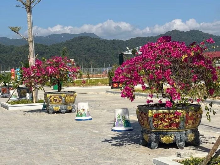 Những cây hoa giấy to hơn và rực rỡ hơn là những cây được mang về từ Trường Tiểu học Pom Lót. (Ảnh: Vietnam+)