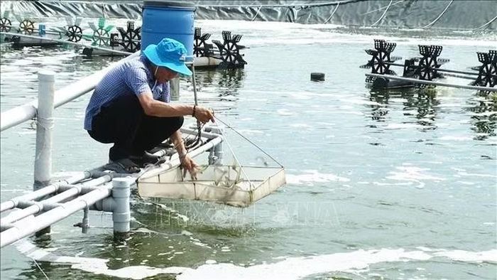 Mô hình nuôi tôm thẻ công nghệ cao mang lại doanh thu cho ông Bùi Nghĩa Hiệp, ngụ ấp Điền Hải, xã Long Điền, tỉnh Cà Mau hàng chục tỷ đồng mỗi năm.