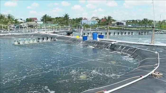 Mô hình nuôi tôm thẻ chân trắng công nghệ cao được đầu tư bài bản từ hệ thống ao nuôi lót bạt, thiết bị sục khí, máy quạt nước đến hệ thống xử lý nước thải và quản lý thức ăn tiên tiến của ông Bùi Nghĩa Hiệp, ngụ ấp Điền Hải, xã Long Điền, tỉnh Cà Mau.