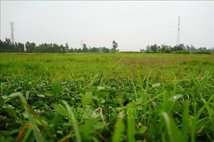 Khu ruộng đất bị bỏ hoang tại xã Lạc Đạo.