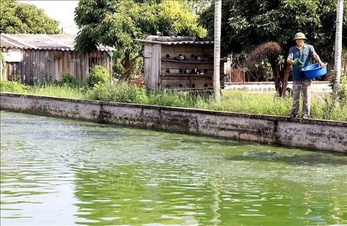 Từ nguồn vốn từ chương trình cho vay giải quyết việc làm của Ngân hàng Chính sách xã hội chi nhánh Hưng Yên, nhiều hộ gia đình đã có thêm nguồn vốn mở rộng sản xuất, vươn lên làm giàu, đóng góp vào sự phát triển kinh tế - xã hội địa phương. Ảnh: Thu Hoài/TTXVN
