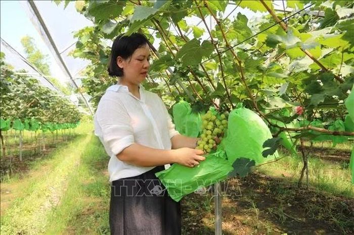 Từ nguồn vốn tín dụng chính sách cho vay giải quyết việc làm, đến nay, gần 15.000 người dân tại Hưng Yên được tiếp cận nguồn vốn, phát triển kinh tế. Ảnh: Thu Hoài/TTXVN