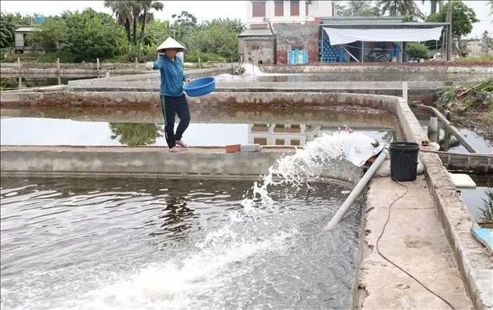 Thông qua Chi hội Phụ nữ thôn Thanh Lâm (xã Đồng Châu, tỉnh Hưng Yên), năm 2025, chị Nguyễn Thị Hiền được tiếp cận nguồn vốn vay 100 triệu đồng tại Phòng Giao dịch Ngân hàng Chính sách xã hội Tiền Hải, phục vụ phát triển kinh tế. Ảnh: Thu Hoài/TTXVN
