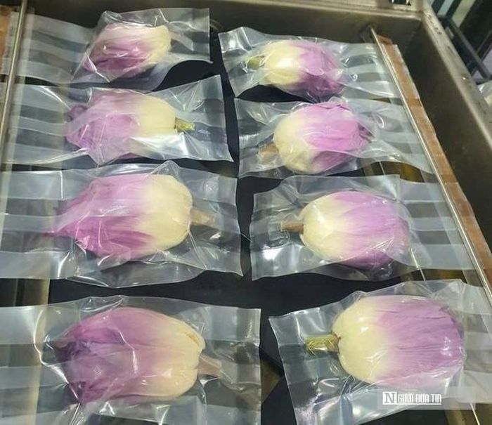 Các sản phẩm tinh chế từ sen ra đời.