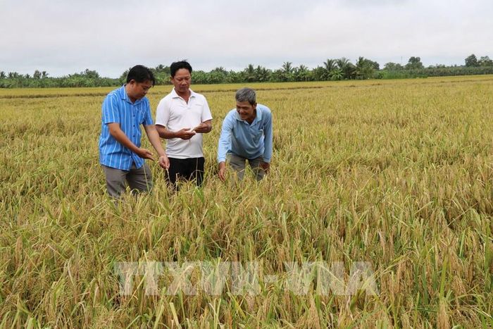 Ông Khưu Chí Cường, Chủ tịch Hội Nông dân xã Phong Thạnh (trái) tham quan mô hình trồng lúa ST25 liên kết với doanh nghiệp của Chi hội Nông dân nghề nghiệp trồng lúa chất lượng cao ST25. Ảnh: Thanh Hòa- TTXVN