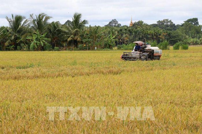 Thu hoạch lúa vụ Hè Thu 2026 trong mô hình liên kết của Chi hội Nông dân nghề nghiệp trồng lúa chất lượng cao ST25 xã Phong Thạnh (Vĩnh Long). Ảnh: Thanh Hòa- TTXVN