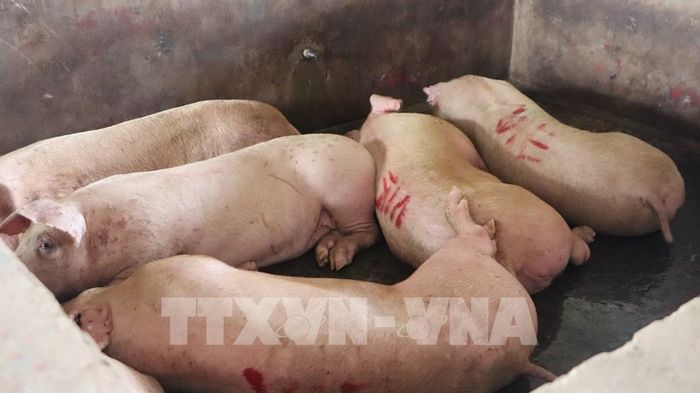 Việc kiểm soát cũng được mở rộng tới hoạt động giết mổ, vận chuyển, kinh doanh động vật, các mặt hàng rượu và sản phẩm chế biến trên thị trường. Ảnh minh họa: Nguyễn Hằng - TTXVN 