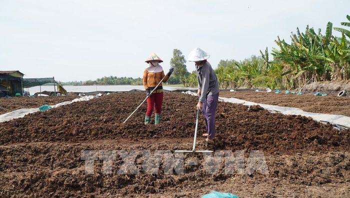Nông dân xã Hòa Long (Đồng Tháp) phơi rơm mục để làm phân hữu cơ, bón cho ruộng vườn. Ảnh: Nhựt An - TTXVN