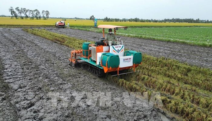 Nông dân áp dụng giải pháp xới vùi rơm rạ kết hợp sử dụng chế phẩm vi sinh giúp giảm sử dụng phân bón hóa học. Ảnh: Nhựt An - TTXVN