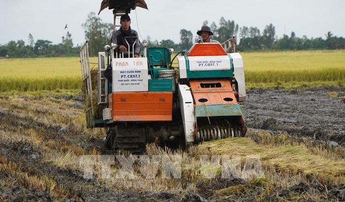 Phương tiện thu gom rơm và mang ra khỏi đồng ruộng nhằm tránh gây ngộ độc hữu cơ cho vụ lúa sau. Ảnh: Nhựt An - TTXVN