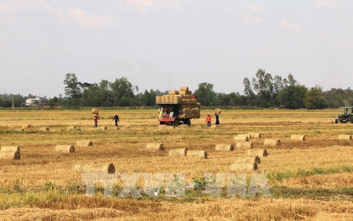 Sau khi thu hoạch lúa, nông dân có được thêm một khoản thu nhập từ việc bán rơm. Ảnh: Nhựt An - TTXVN