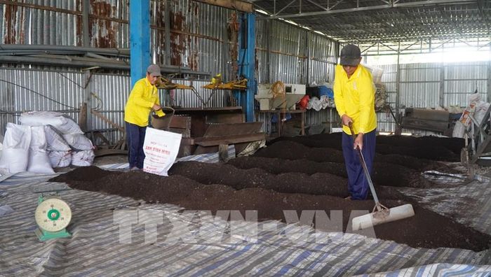 Hợp tác xã Dịch vụ nông nghiệp và vận tải Ánh Bình Minh (xã Hòa Long, tỉnh Đồng Tháp) sản xuất phân hữu cơ từ nguyên liệu chính là rơm mục. Ảnh: Nhựt An - TTXVN