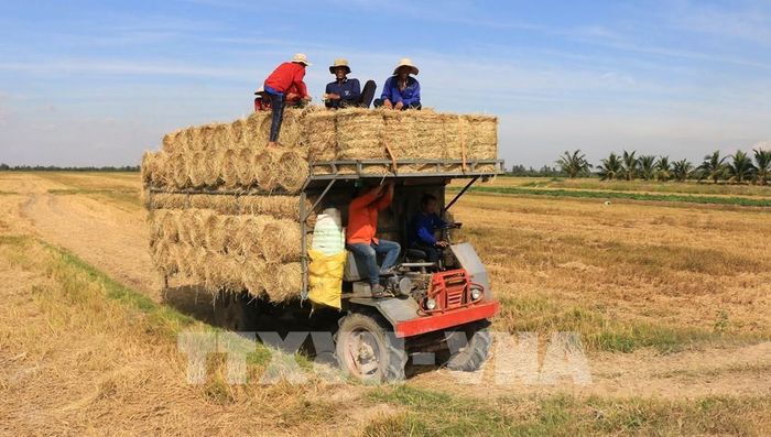 Thương lái thu mua rơm tại đồng ruộng. Ảnh: Nhựt An - TTXVN
