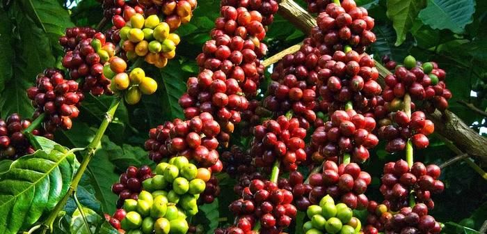 Giá cà phê trong nước hôm nay tăng 200 - 400 đồng/kg so với cuối tuần trước