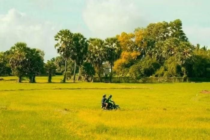 Cảnh cánh đồng thốt nốt trong phim