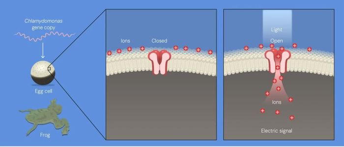  Thí nghiệm đưa gen mã hóa protein nhạy sáng của tảo vào tế bào trứng ếch của Hegemann và Nagel.