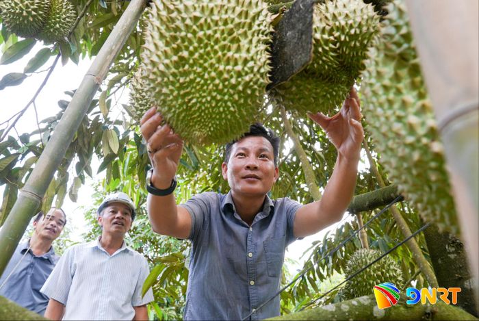 Việc ứng dụng công nghệ trong sản xuất sẽ giúp người dân phát triển hiệu quả các loại cây trồng có giá trị cao. Ảnh: HỒ QUÂN
