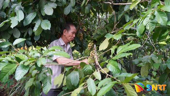 Cây lòn bon là cây trồng chủ lực, mang hiệu quả kinh tế cao cho người dân Tiên Phước. TRONG ẢNH: Ông Ngô Minh Hòa ở thôn Trà Lai, xã Tiên Phước đang thu hoạch lòn bon trong vườn nhà. Ảnh: Hồ Quân
