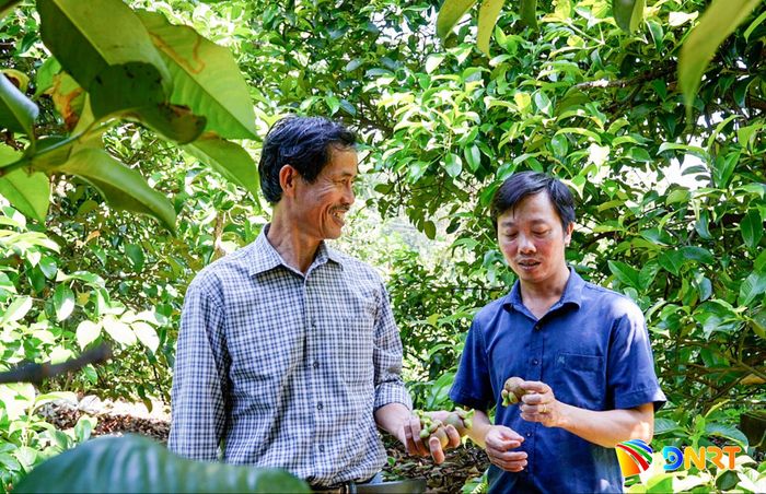 UBND xã Sơn Cẩm Hà đồng hành, tích cực hỗ trợ nông dân phát triển kinh tế vườn. Ảnh: HỒ QUÂN