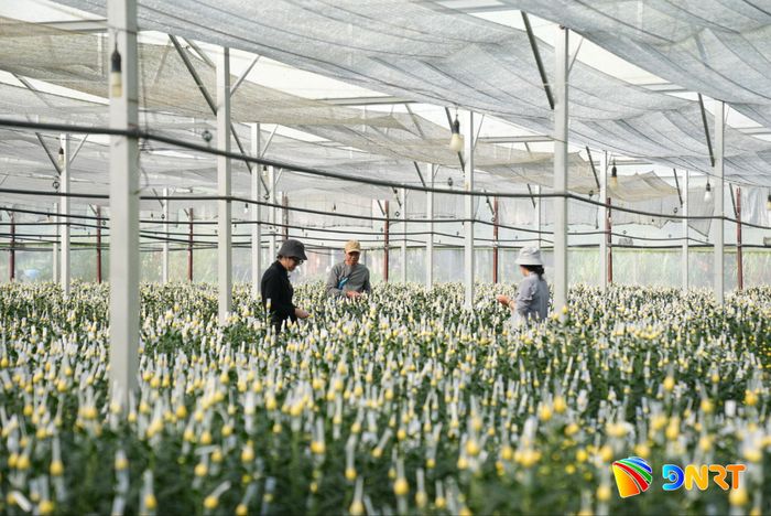 Ứng dụng công nghệ cao trong sản xuất nông nghiệp giúp ông Phạm Phú, thôn Đức Bố, xã Tam Anh nâng cao năng suất, giảm thiểu công chăm sóc. Ảnh: HỒ QUÂN