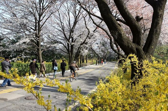 Hoa anh đào ở công viên Namsan (Seoul, Hàn Quốc). Ảnh: Korea Tourism Organization