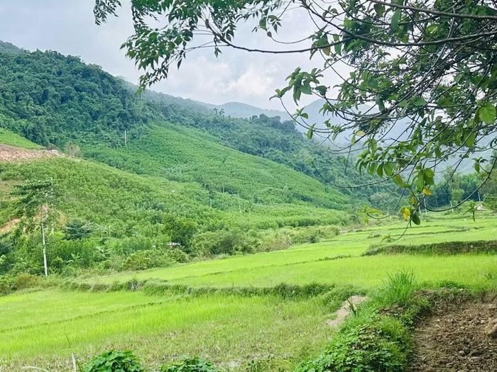  Bên cạnh món ăn đặc trưng được chế biến từ heo đen, không gian núi đồi, đồng ruộng xung quanh cũng trở thành một sản phẩm du lịch của Nông trại Ba Chua. Ảnh: Ngọc Quỳnh 