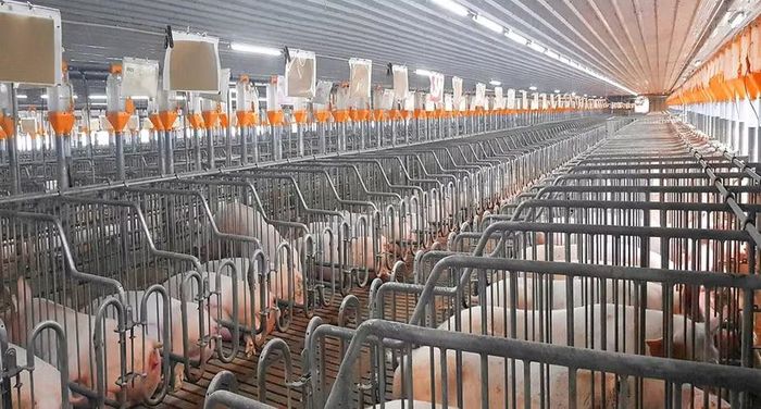 Tỉnh đang tạm dừng tiếp nhận hồ sơ đề xuất mới các dự án chăn nuôi heo quy mô nhỏ, không phù hợp định hướng phát triển chăn nuôi; ưu tiên dự án ứng dụng công nghệ cao và mô hình chăn nuôi tuần hoàn. Ảnh: T.L