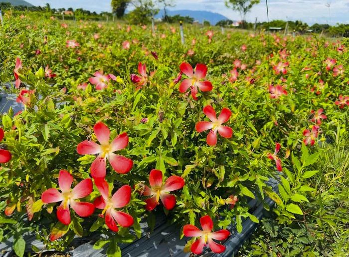 Cánh đồng sâm bố chính của tổ hợp tác.