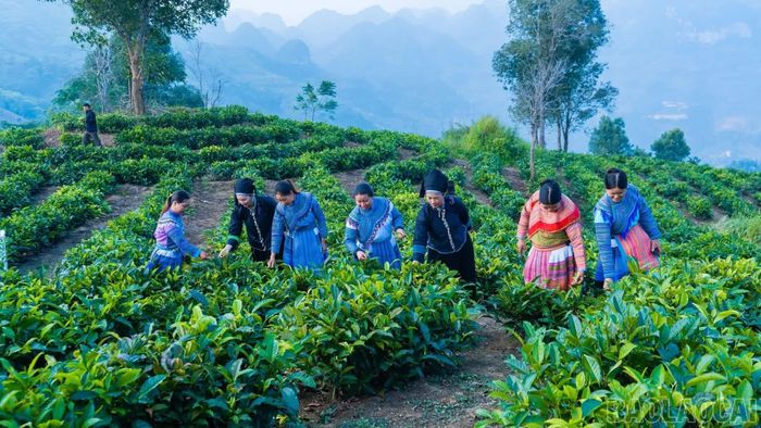 Du khách còn có cơ hội trải nghiệm thu hái chè trên những đồi chè xanh mướt của đồng bào các dân tộc xã Mường Khương.