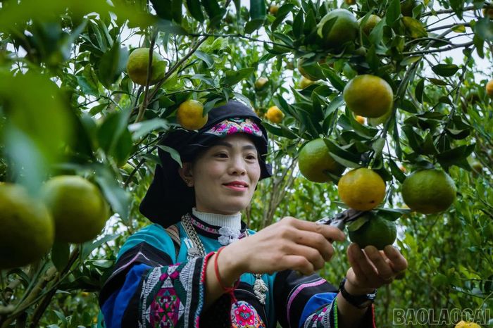 Đến với Lễ hội “Mường Khương - Sắc màu biên cương”, du khách còn có cơ hội trực tiếp trải nghiệm hái quả tại vườn.