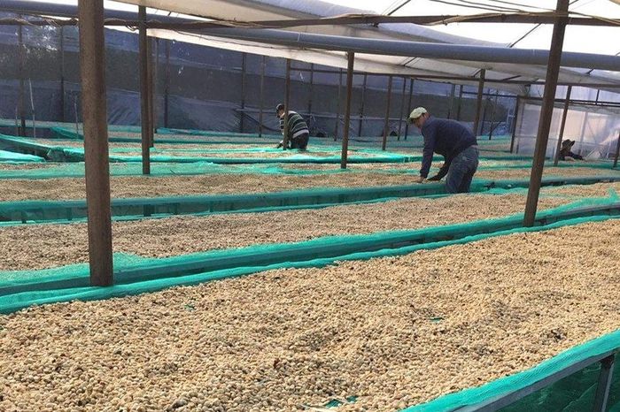 Chế biến các sản phẩm cà phê minh bạch nguồn gốc tại phường Xuân Trường - Đà Lạt