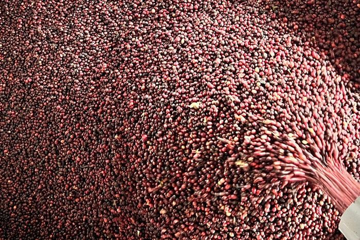 Sản phẩm cà phê cảnh quan sản xuất và chế biến xuất khẩu tại phường Xuân Trường- Đà Lạt