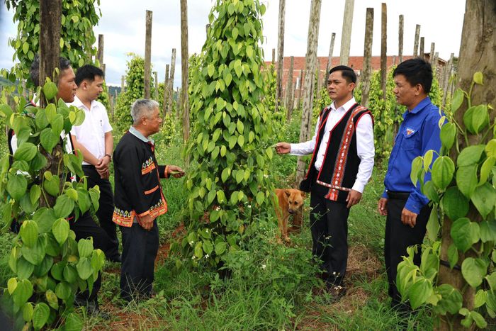 Diện tích cây lâu năm trồng mới của Tuy Đức trong 9 tháng đầu năm ước gần 196 ha, gồm: cà phê, hồ tiêu, mắc ca, sầu riêng và các loại cây ăn trái